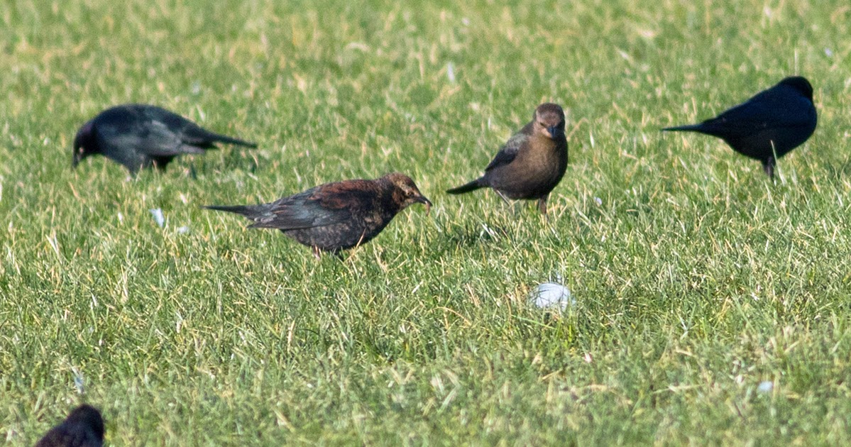 bc rare bird alert vancouver area and the fraser valley bc rare bird alert vancouver area and the fraser valley