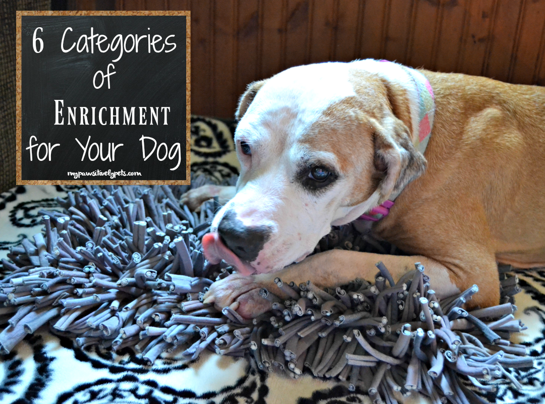 6 Categories of Enrichment for Your Dog #PAW5EnrichedLifeChallenge
