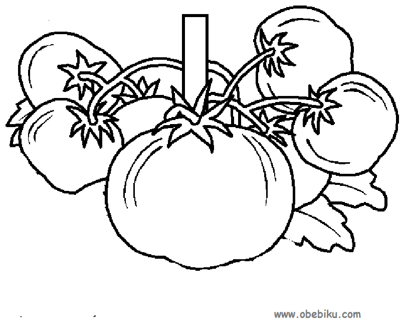 gambar mewarnai buah tomat