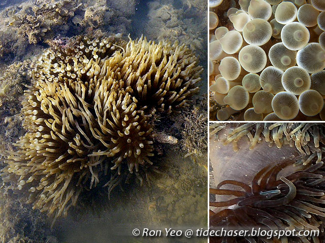 tHE tiDE cHAsER: Sea Anemones (Phylum Cnidaria: Order Actiniaria) of  Singapore