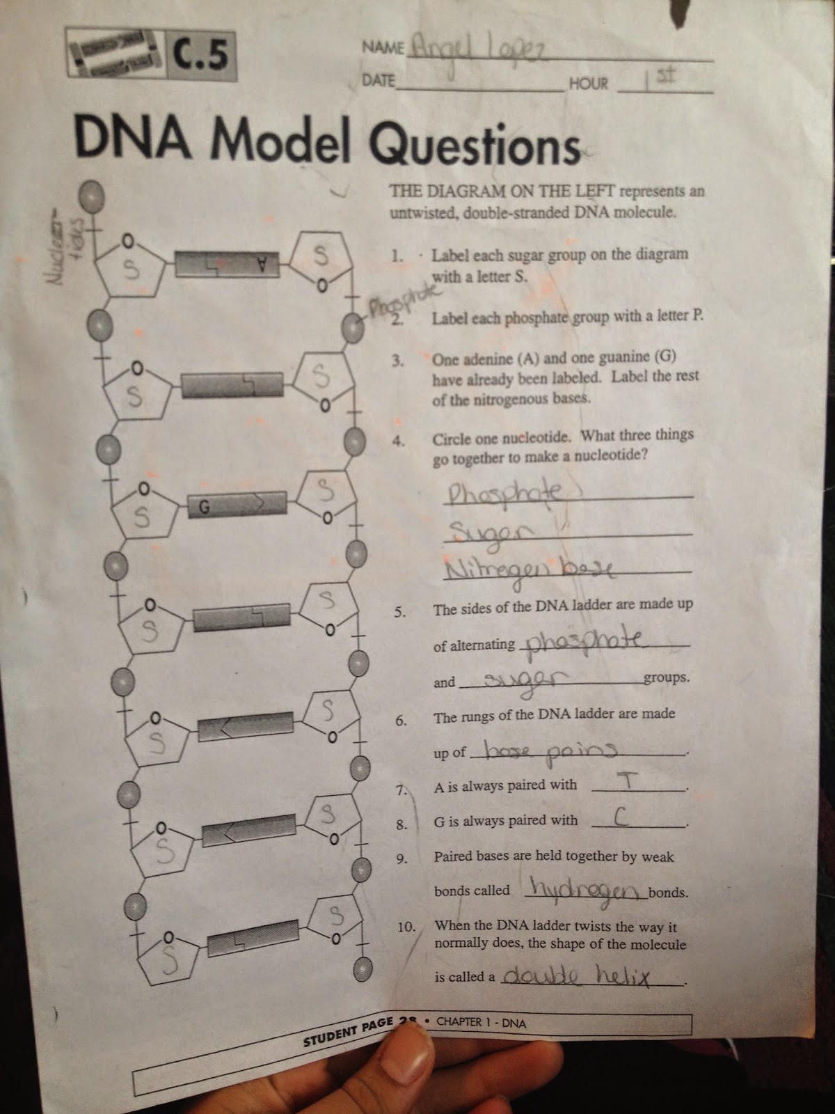 Biology Blog: Models of DNA Structure