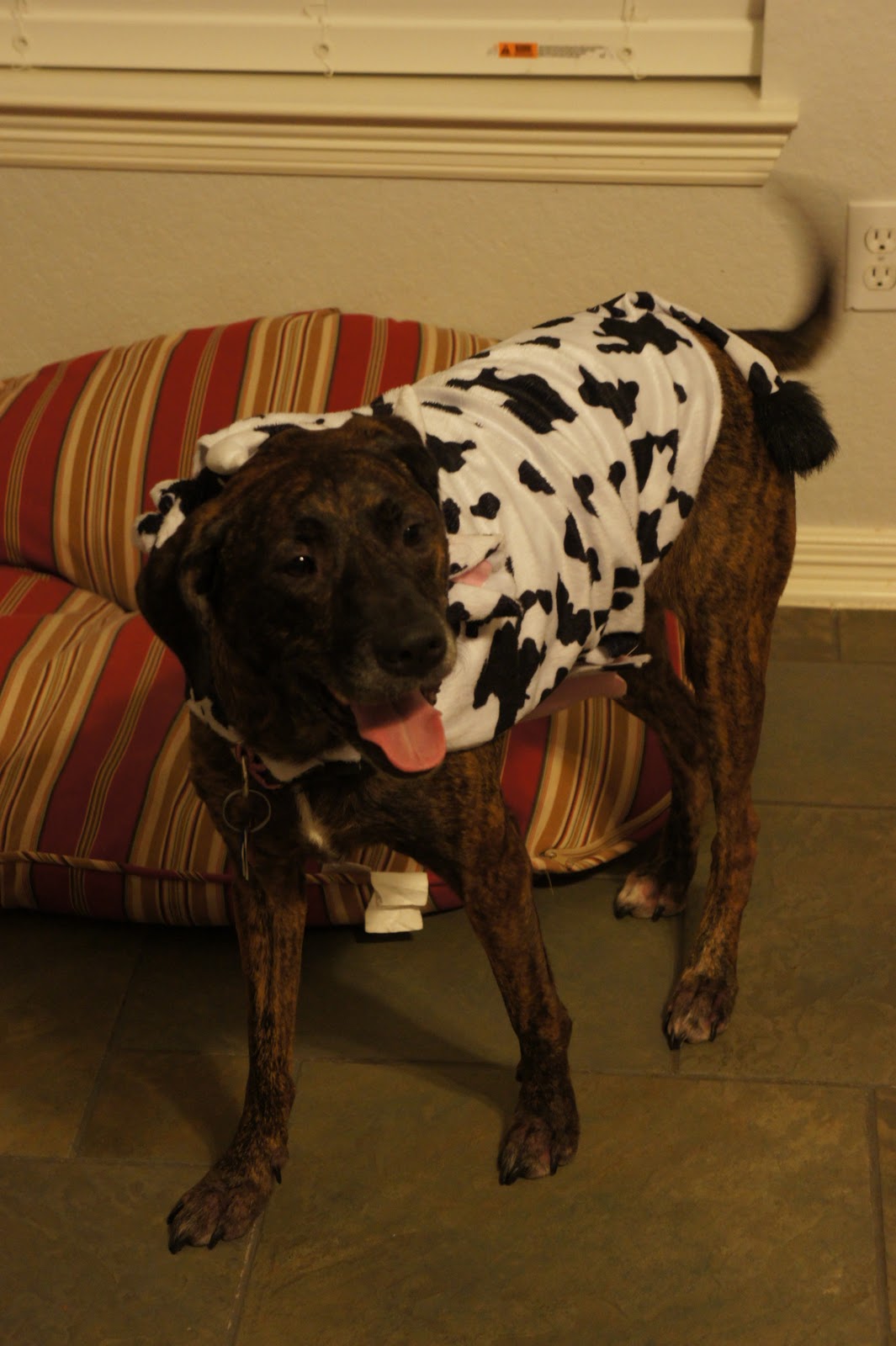 A Dog Named Hank happy dogs in costumes!