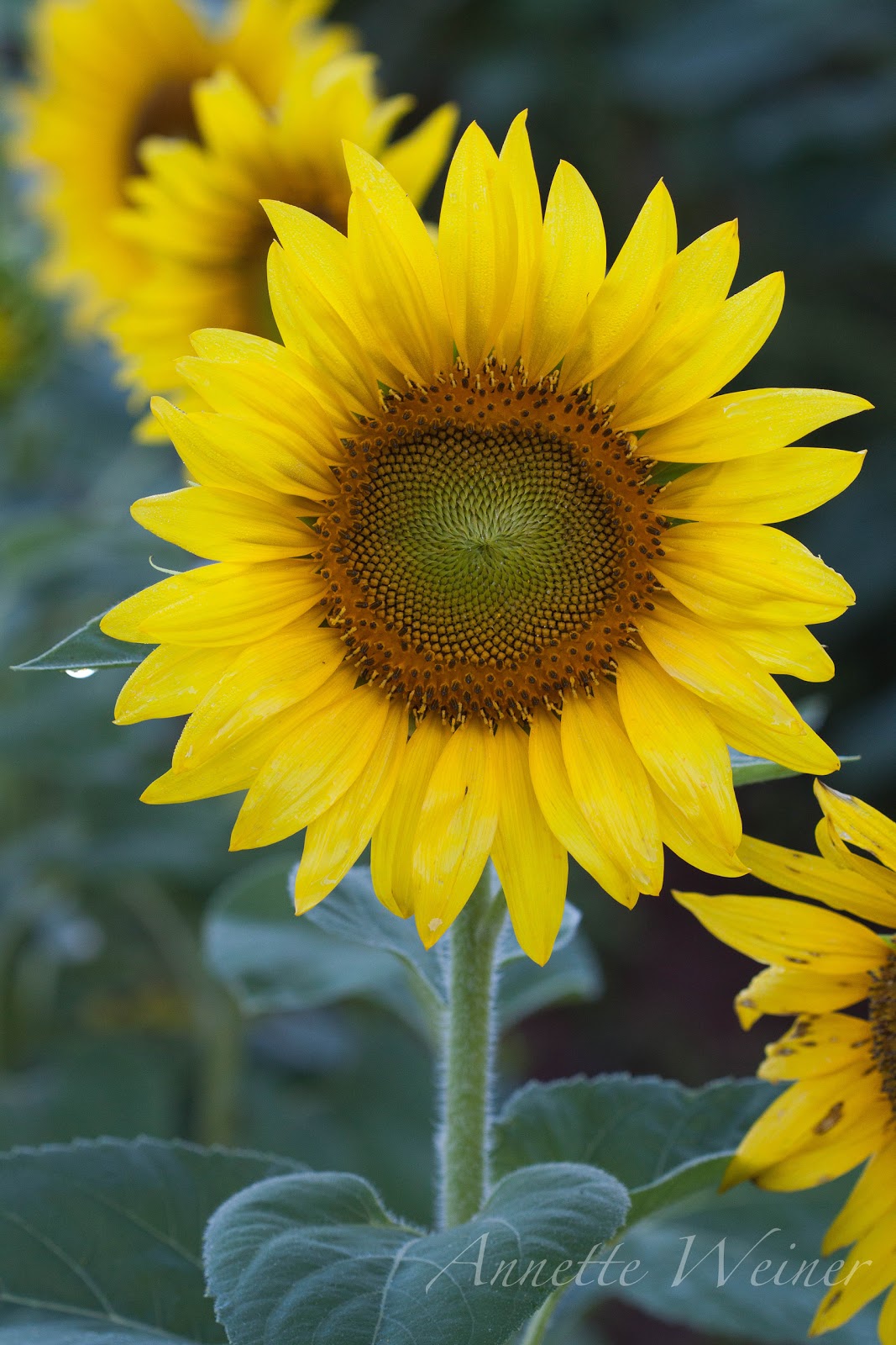 Weiner Art Sunflowers and Water Lilies!