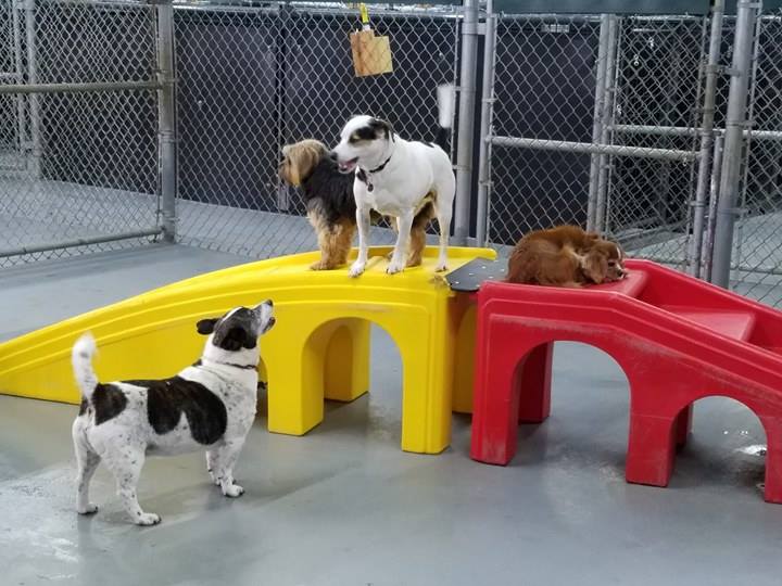 Hoosier Doggy Daycare and Boarding Doggies of the Week... Spartacus