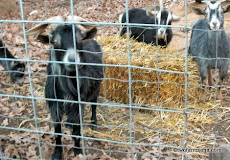 Bunch Goats
