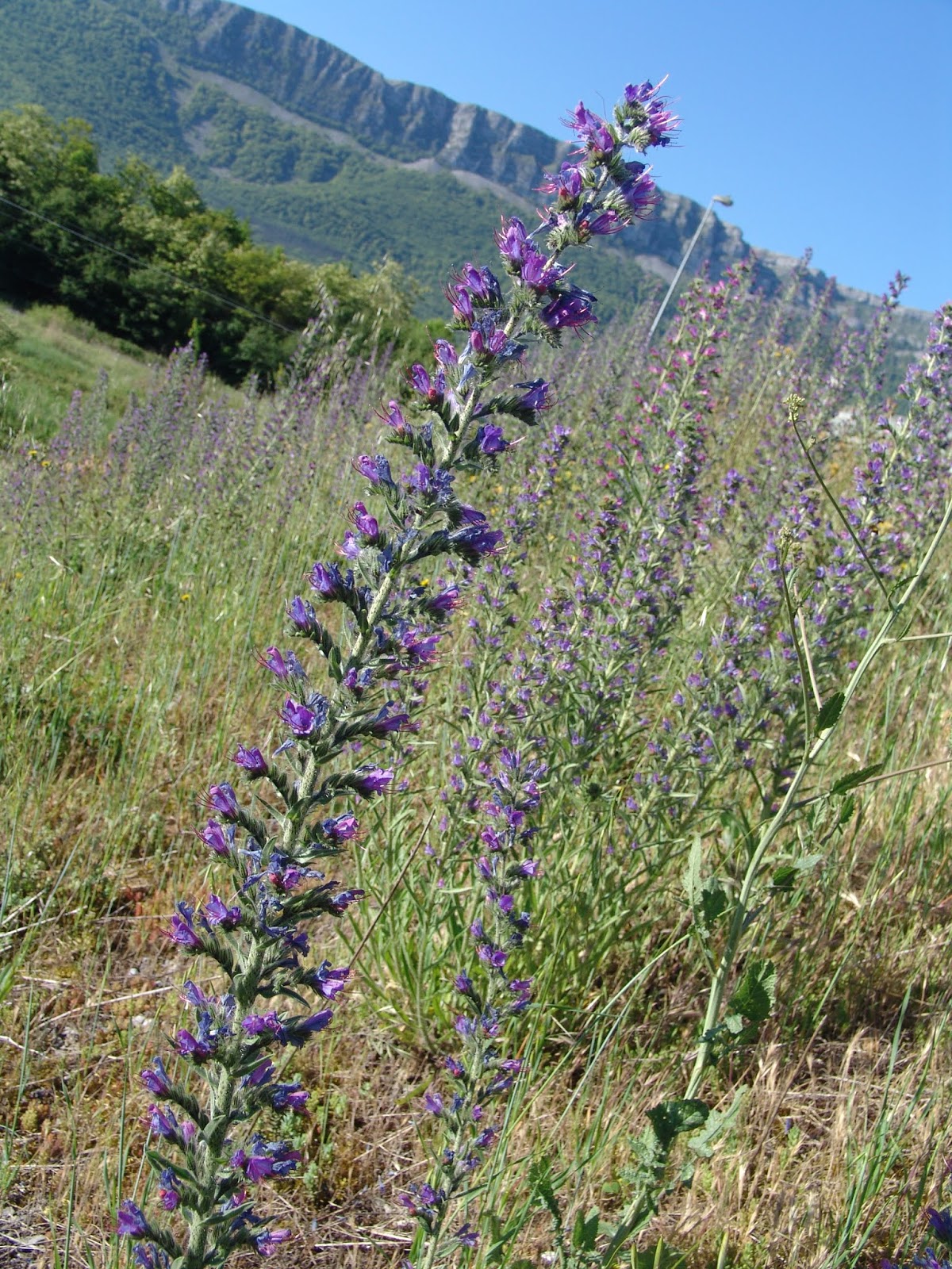 al encuentro con las flores Viborera, Echium vulgare