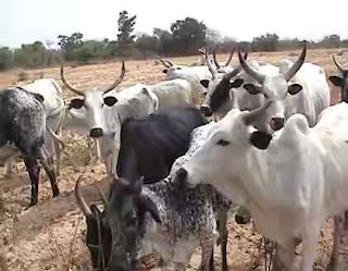 Cattles