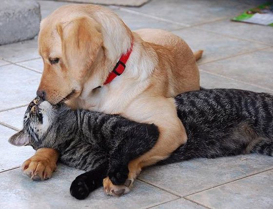 Top 10 Funny And Weird Images of Cat And Dog Love Each Other Must See