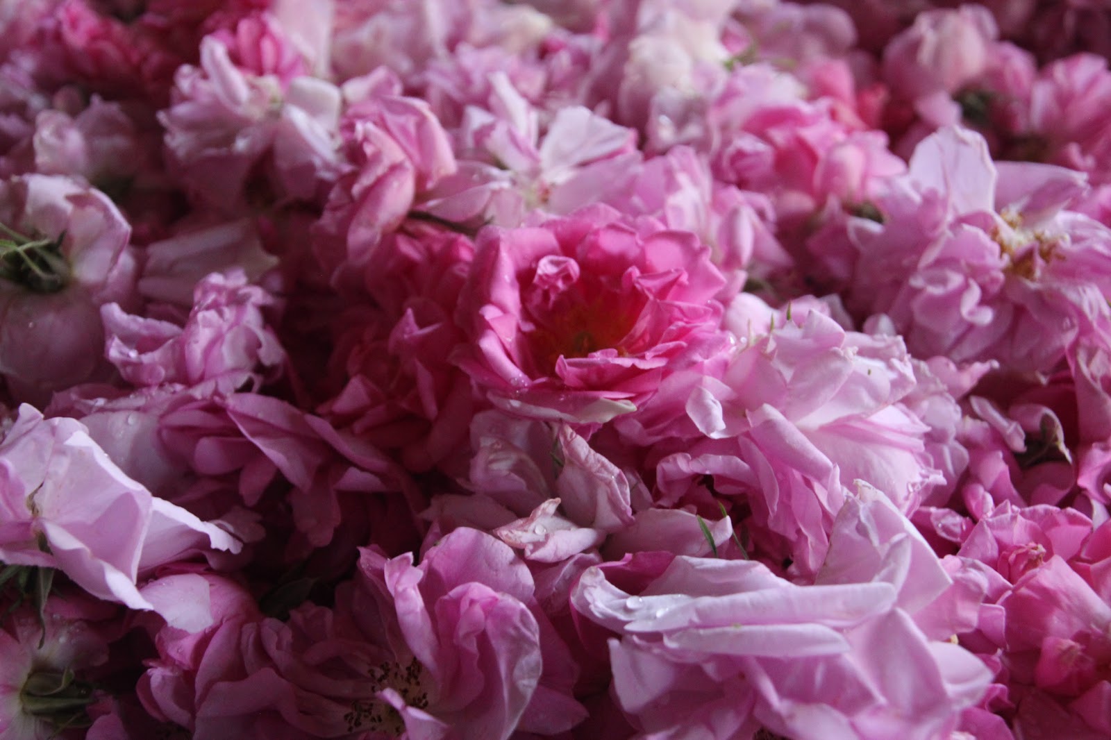 Road trip The Roses of Jebel Akhdar Life outside the M25