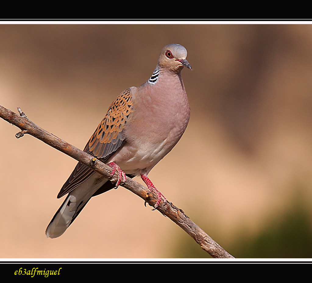 Miguel fotografia Tórtola europea (Streptopelia turtur)