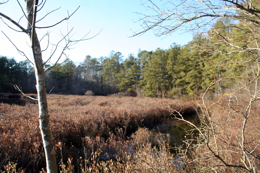 Long Island Images Calverton Ponds Preserve