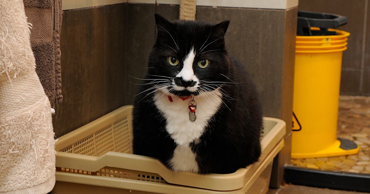 Why do cats pee on things?