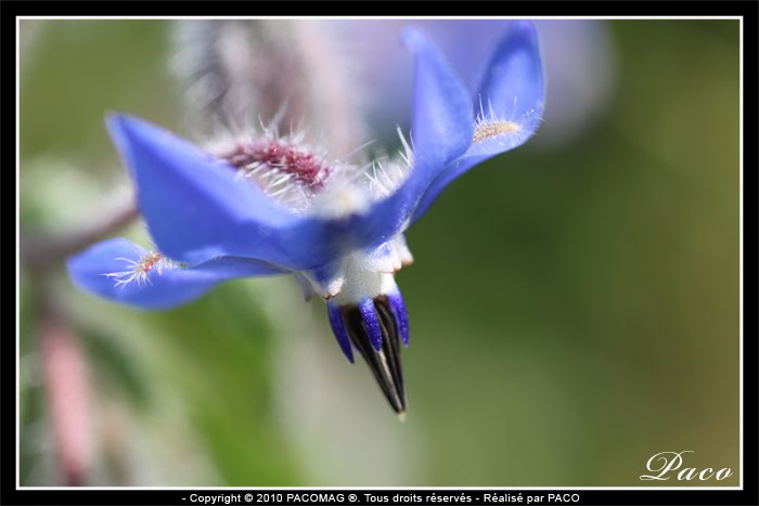 Macro de fleurs par Paco artiste peintre