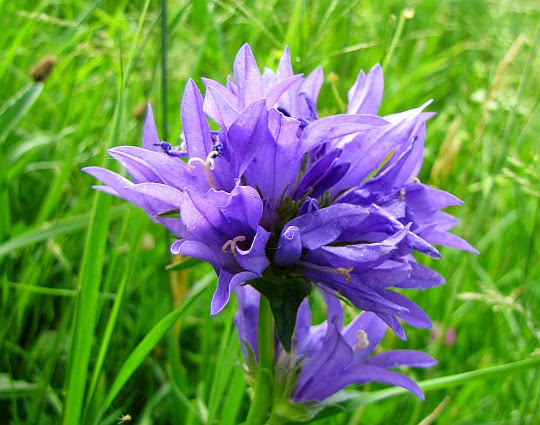 Dzwonek skupiony (Campanula glomerata L.)