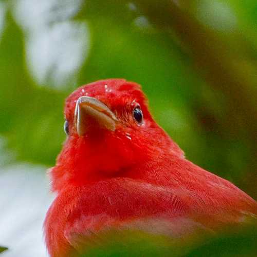 Bird World - Image of Summer tanager - Piranga rubra