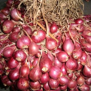 Fungisida Bawang Merah