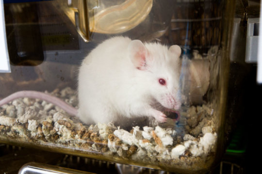فئران معدلة وراثيًا تكشف السر لحياة بدون ألم