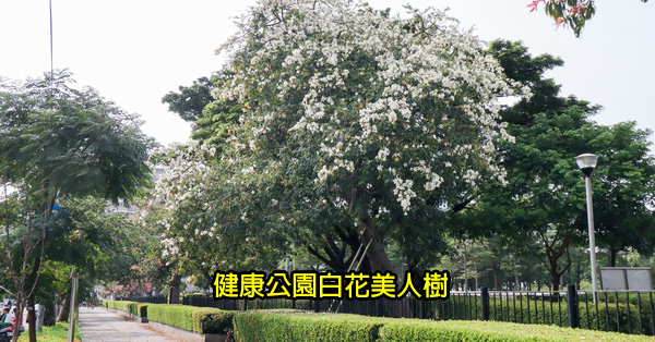 健康公園|台中南區白花美人樹|白色和桃紅色美人花爭奇鬥艷