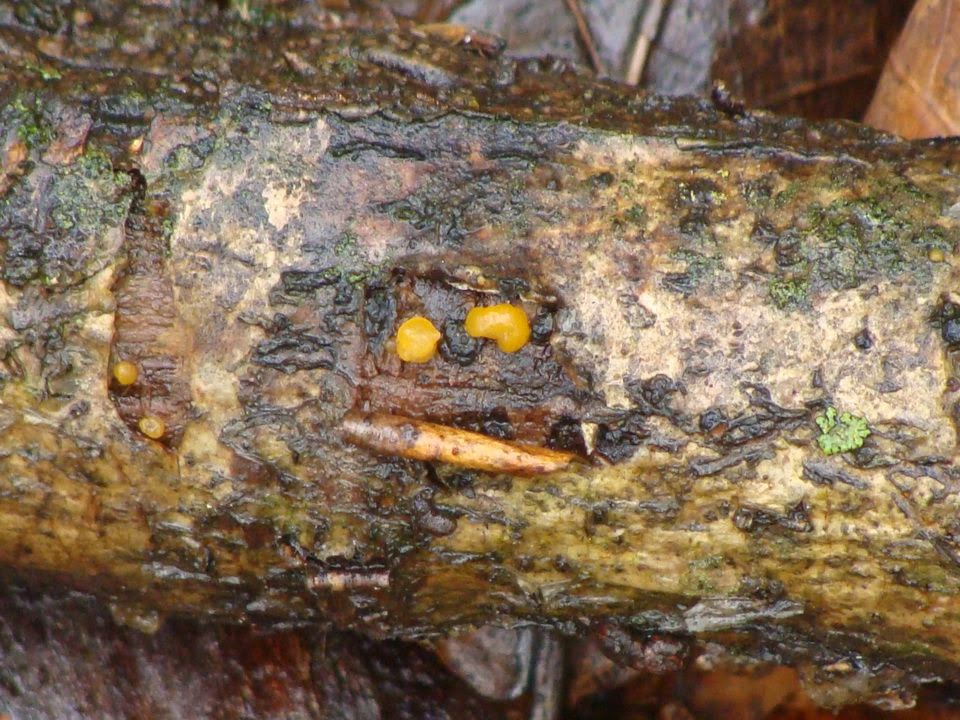 Tremella mesenterica DSC31947