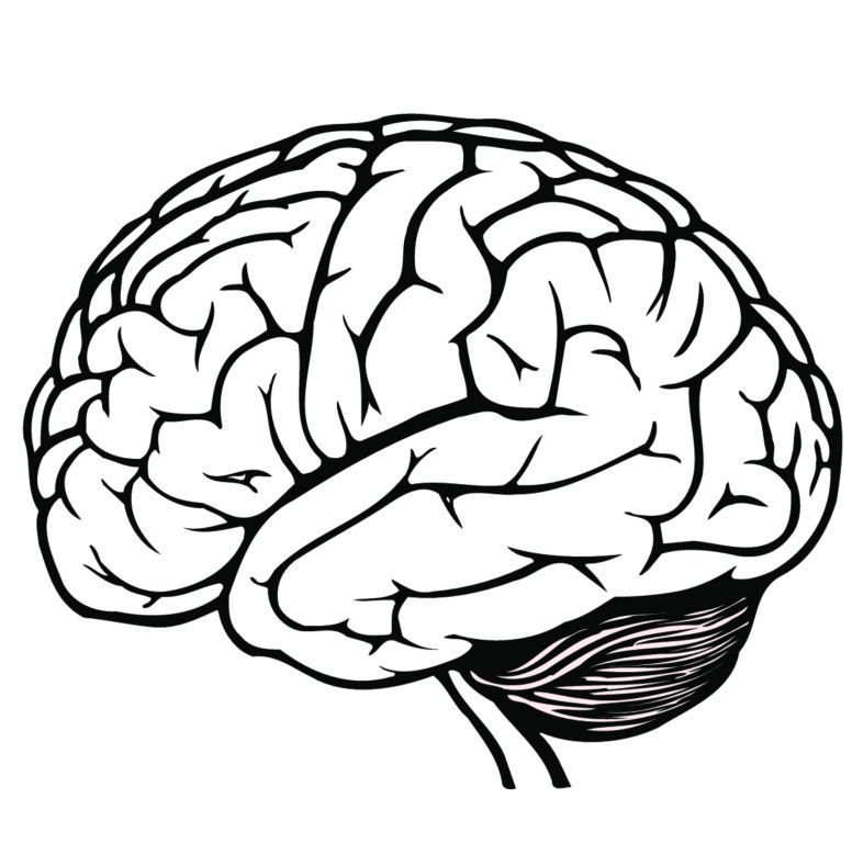 Interesting Facts About Humen Organs - Science Tutor - SDP ACADEMY UP