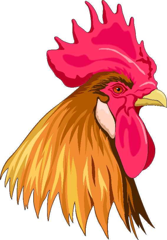 Descarga imágenes de gallos clipart de gallos Foto