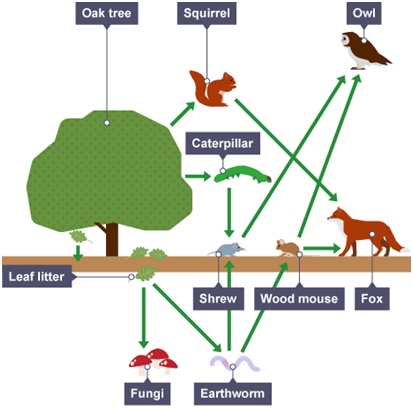 HG SCIENCE CORNER : FOOD CHAINS AND FOOD WEBS