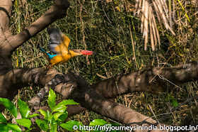 Ranganathittu Birds King Fisher Ranganathittu Birds King Fisher