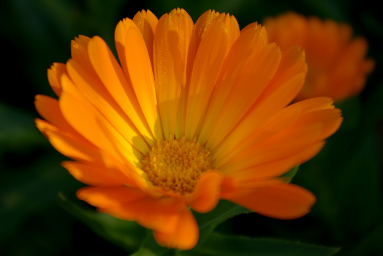 Garden Rambles Calendula