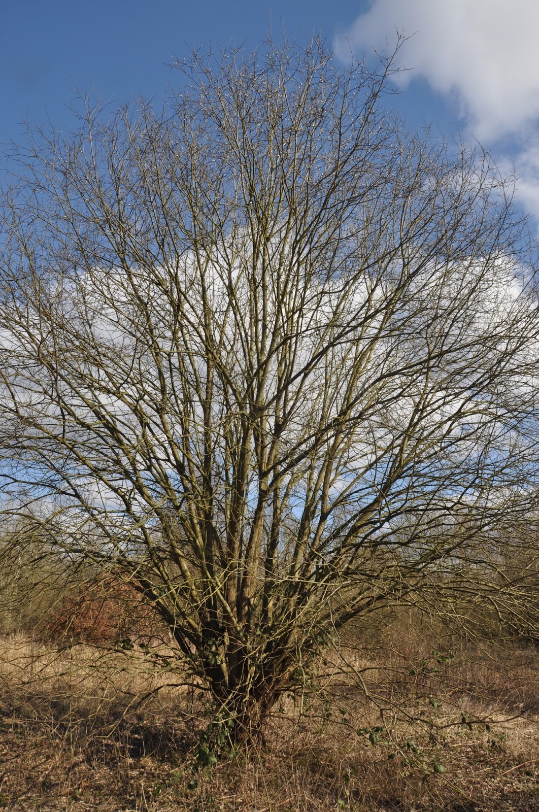 Plants Blog Salix caprea; ‘Goat willow’