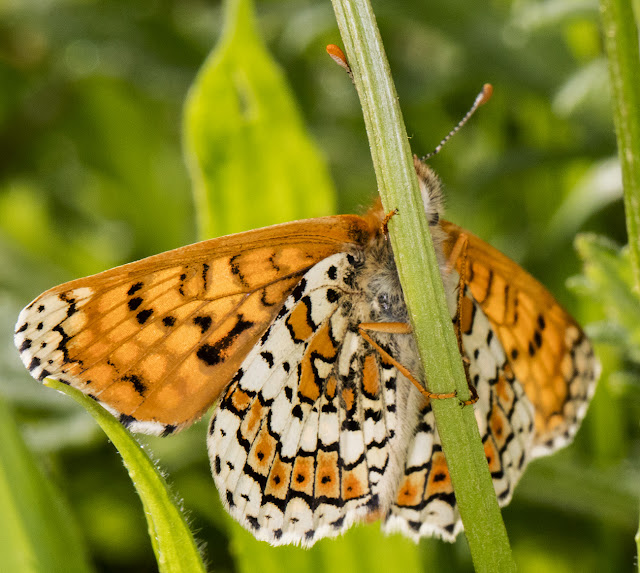 Glanville Fritillary, Melitaea cinxia. Male. Hutchinson's Bank, 24 May 2016. Glanville Fritillary, Melitaea cinxia. Male. Hutchinson's Bank, 24 May 2016.