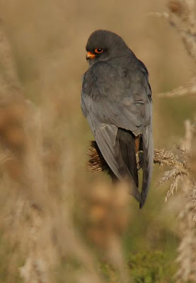Falco vespertinus macho