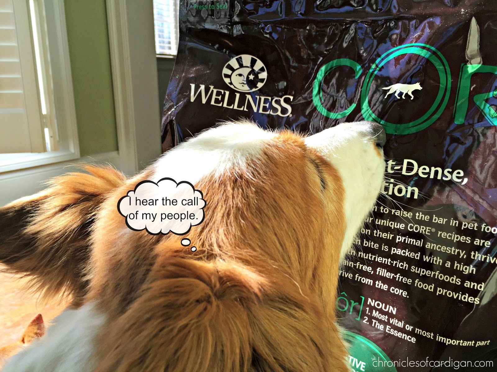 Pet Dermatologist Dogs Pet Dermatologist Dogs
