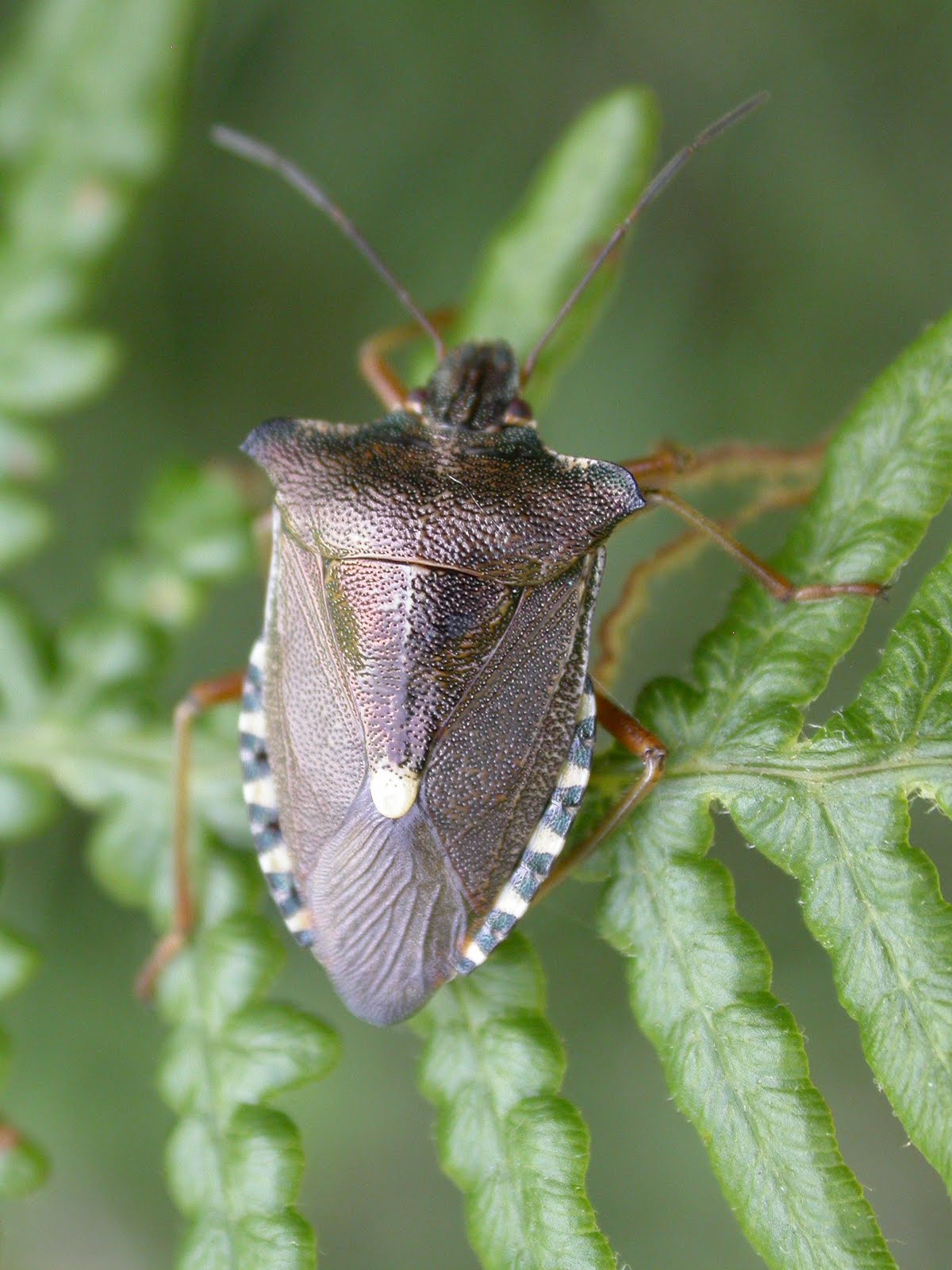 The Lyons Share First record of rare shield bug for East Sussex!