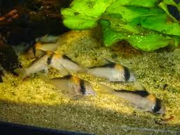 Corydora de Adolfo Corydora de Adolfo