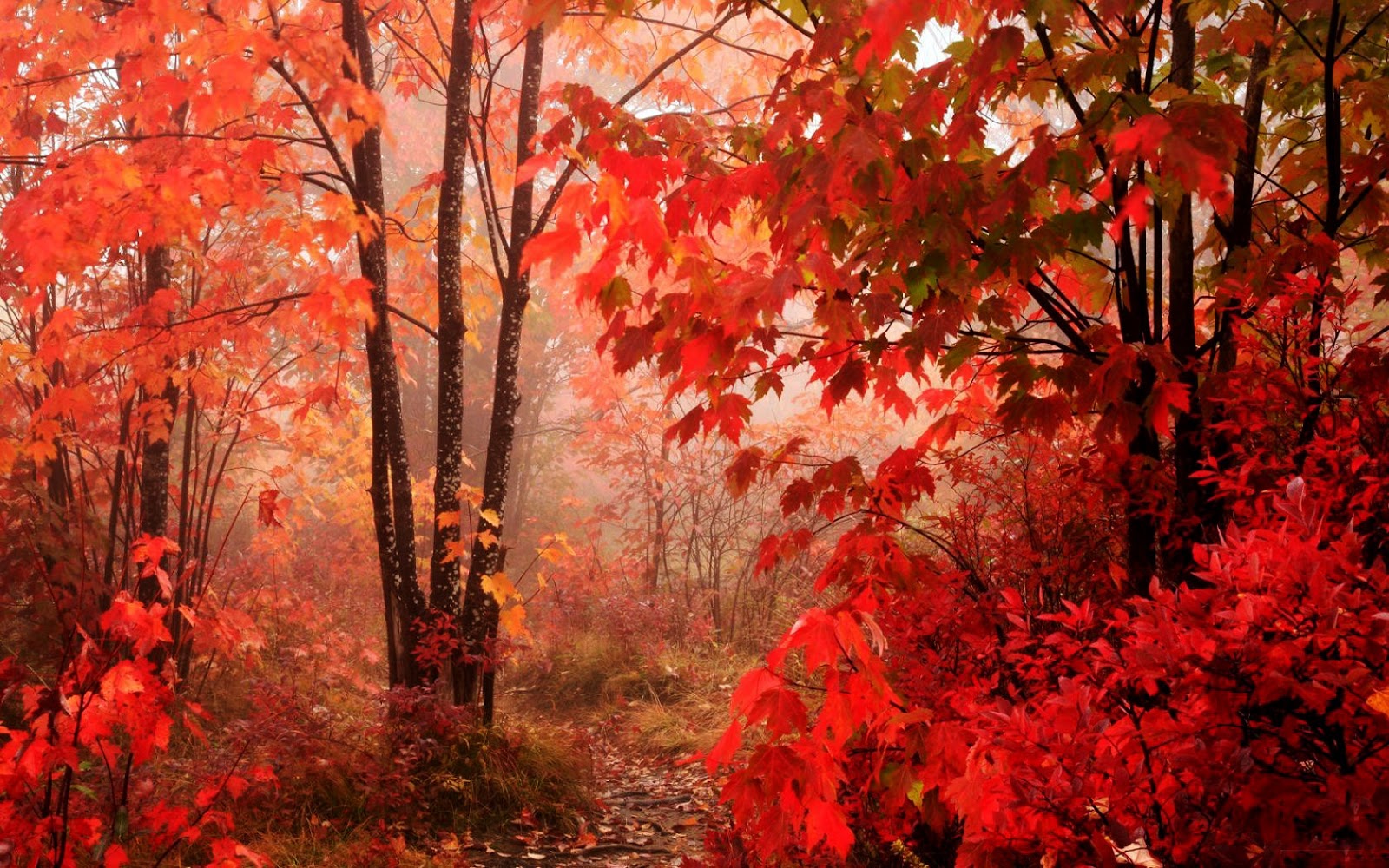  Red  Leaves  Beautiful Fall  Landscapes HD Wallpapers 