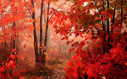 leaves autumn fall forest landscape desktop landscapes trees wallpapers falling leaf tree background foliage backgrounds scenery nature colors crimson misty