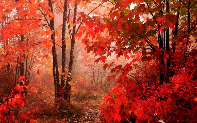 Inspiration 33+ Red Forest Autumn Trees