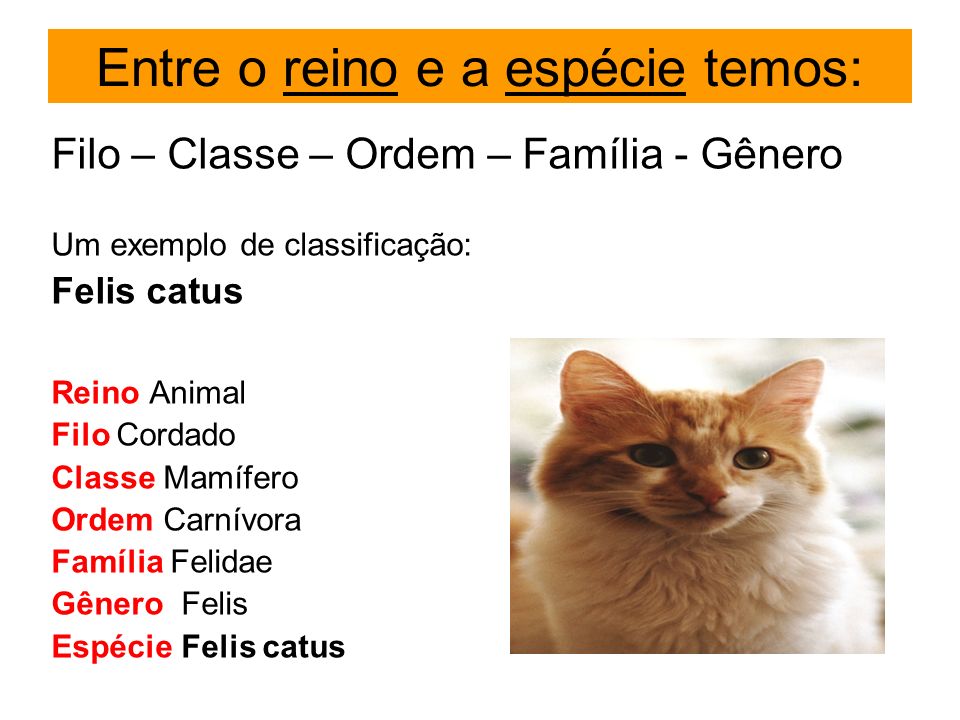 Classificacao Taxonomica Do Gato