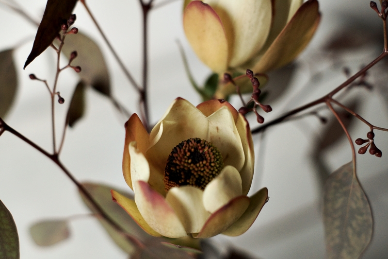 Blog + Fotografie by it's me! - Eukalyptus + Protea, Blütenkelch