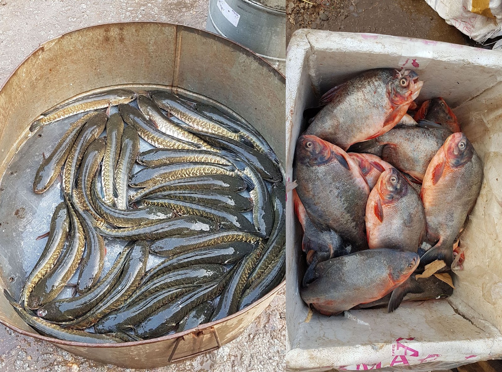 Raghu's column! Ramnagar Fish Market Our City’s Largest Fish Market!