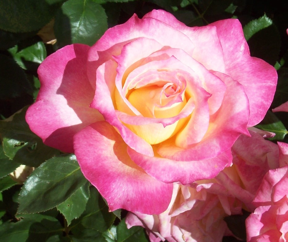 Download The 2 Minute Gardener: Photo - Hybrid Tea Rose 'Secret'