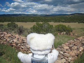 Fencing Bear at Prayer