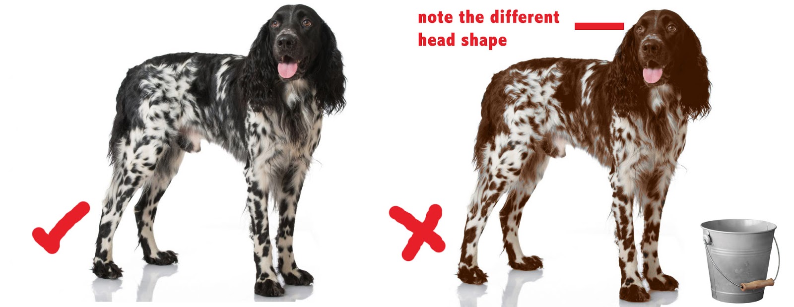 How Much To Euthanise A Dog Uk How Much To Euthanise A Dog Uk