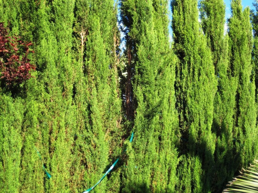 Xtremehorticulture of the Desert: Italian Cypress Will Work as a Windbreak on 1 Acre But....