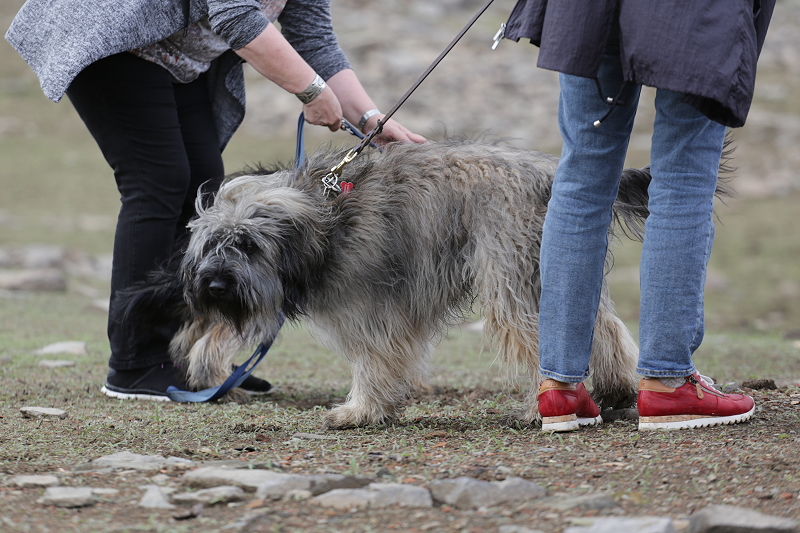 471 478 Tag Katalanenwochenende Am Edersee Hundeblog My Gubacca Gos D Atura Catala