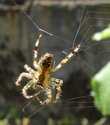 Spinnen, spider, araignée, arañas, ragno, паук, con nhện Spinnen, spider, araignée, arañas, ragno, паук, con nhện, Spinning, spin, tjerrje, predenje, предене, ämblik, hämähäkki, araignée, αράχνη, labah-labah, ragno