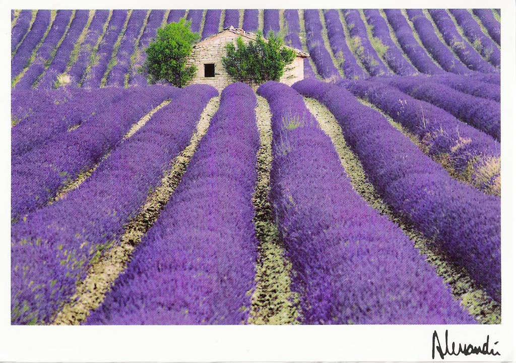 http://2.bp.blogspot.com/-CvspDbhtOj4/UeoNoADOphI/AAAAAAAABU4/Lys6vOmktQI/s1600/Lavender+fields+Provence+-+France+(3).jpg