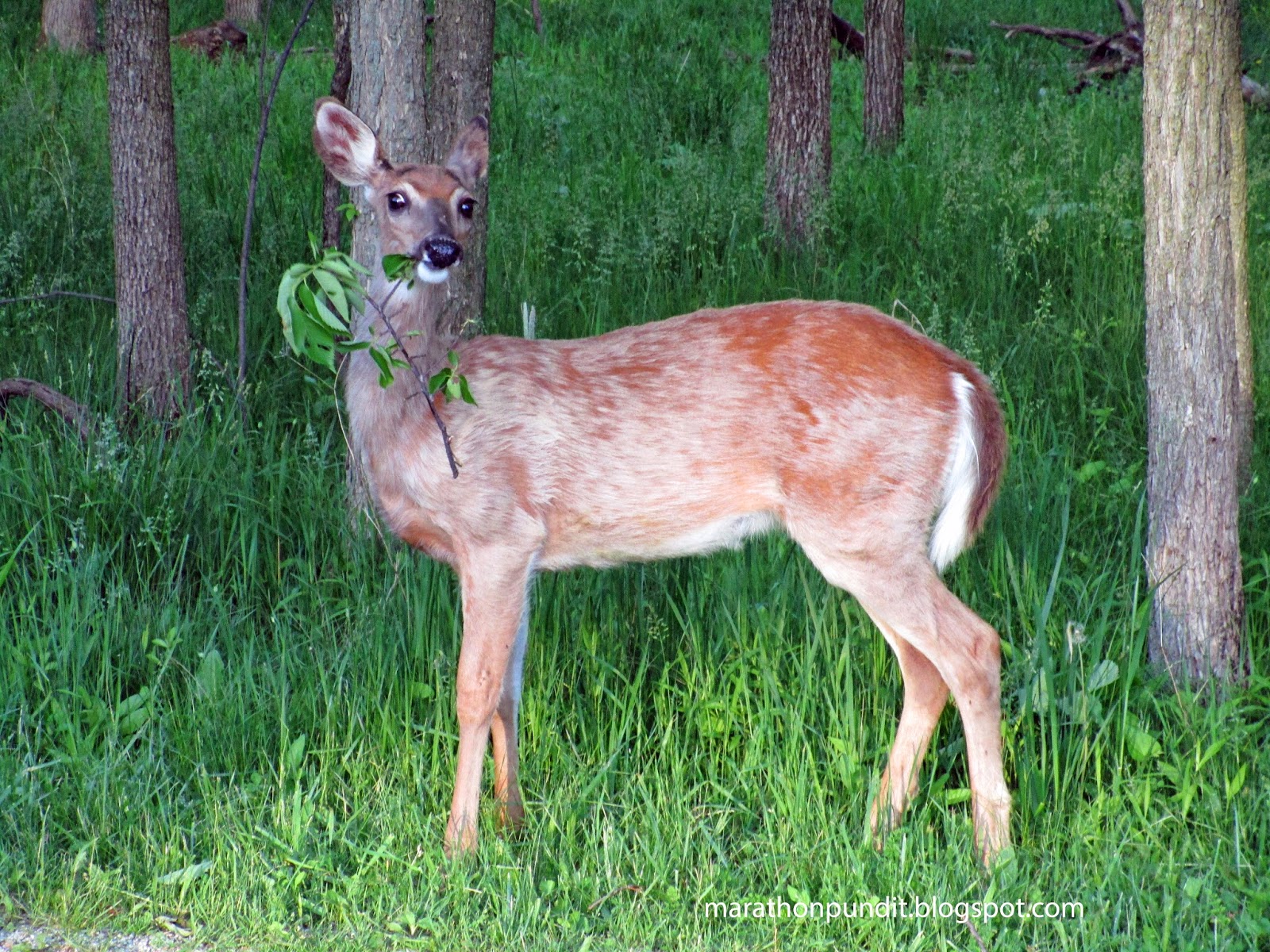 Marathon Pundit (Photo) Deer eating tree leaves