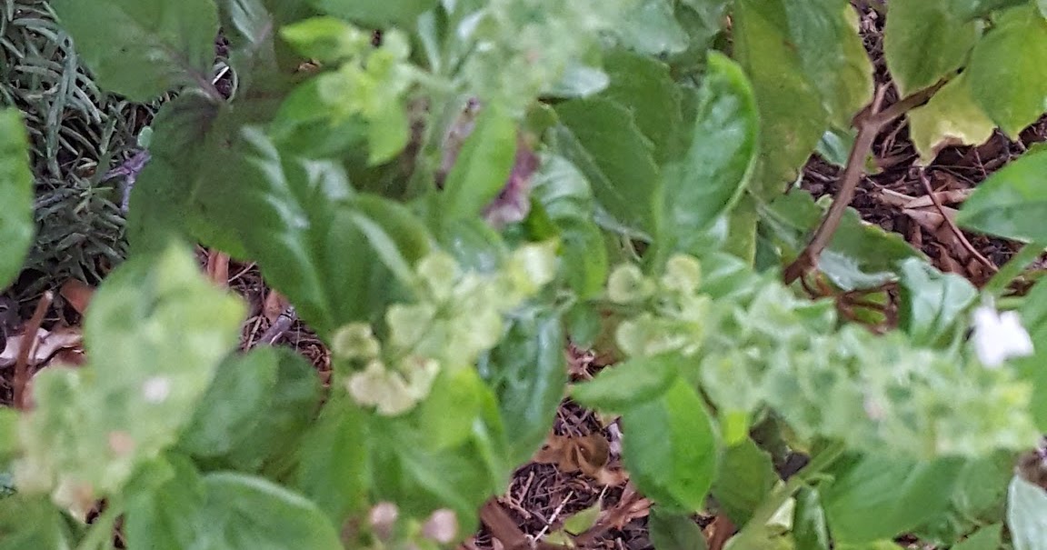 How to Extract Seeds from Your Basil Plant