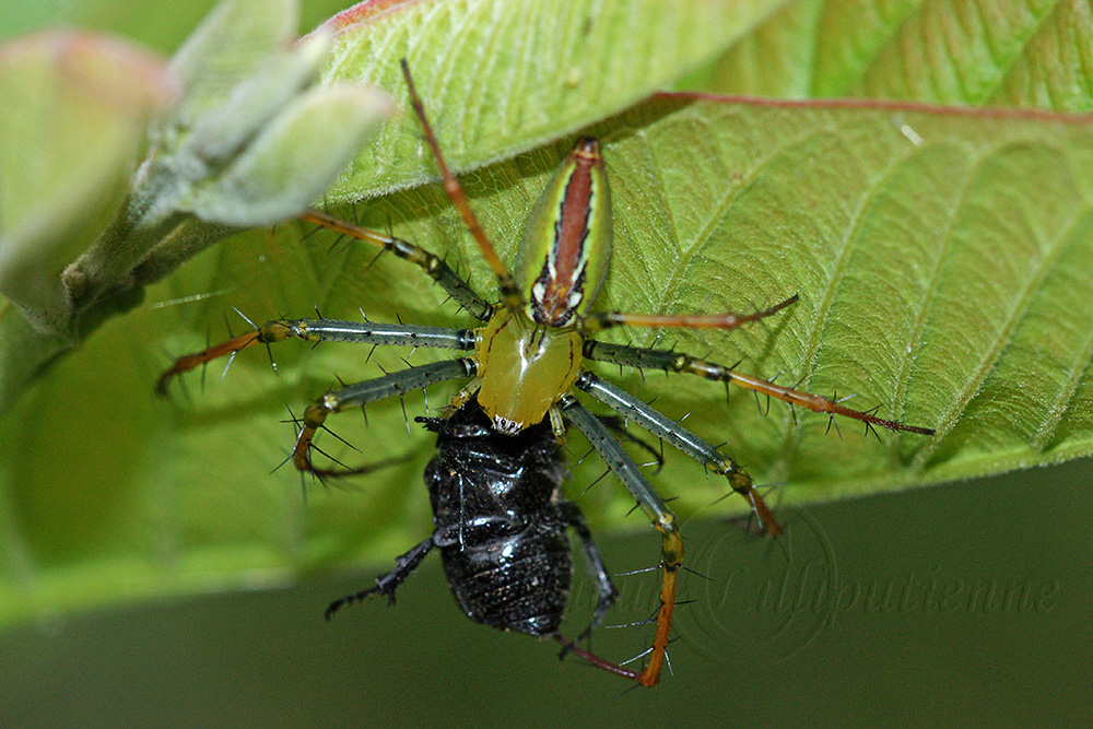 Photo Nature Lilliputienne (macrophotographies) Peucetia